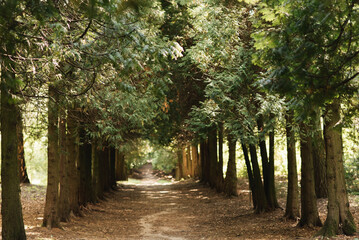 Simple ground path under the row of trees to nature reserve. Tunnel like straight road. Centered perspective. Nordic early spring with low Sun that creates sharp dark and light patches in the alley.