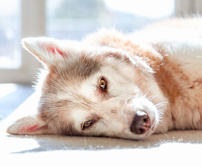 Portrait, husky de siberie / siberian husky / eyes