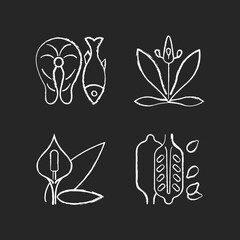 Common allergens chalk white icons set on black background. Fish as cause for allergy. English plantain. Peace lily. Sesame seeds. Allergic reaction. Isolated vector chalkboard illustrations