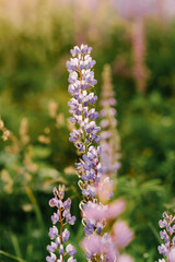 Lupinus field with pink purple and blue flowers. A field of lupines. Violet and pink lupin in meadow. Purple and pink lupin bunch