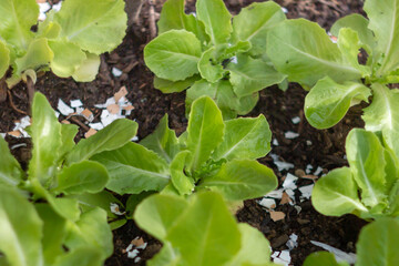 Green Salad growing on soil Covered with crushed eggshells, organic farming. Salad plants with Fresh young leaves and sprouts of green salad in open air garden , spring season ,close-up leaf ,Italy.