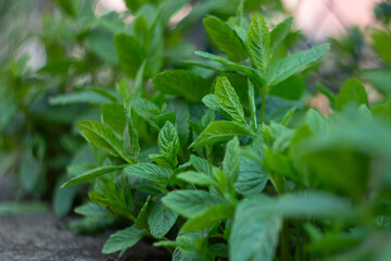 Fresh mint plants in organic farming. Bunch of Fresh green with drop of rain , Open air garden , spring season ,close-up, Italy.