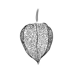 Physalis autotraced vector sketch, greyscale. physalis, vector sketch on a white background