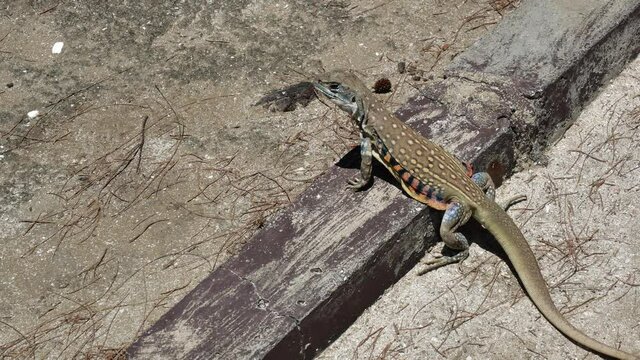 Butterfly agama or Small-scaled or Ground lizard on the sand at Khao Sam Roi Yot National Park, Orange and black color stripes on yellow and brown skin of Tropical reptiles in Thailand