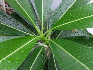 Plumeria leaves close up