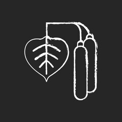 Birch pollen chalk white icon on black background. Tree leaf, botanical earing. Cause of allergic reaction. Common seasonal allergen. Allergy for plant. Isolated vector chalkboard illustration