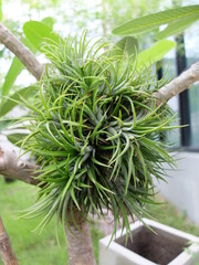 Tillandsia in garden