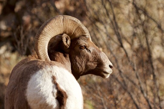 bighorn ram profile from behind