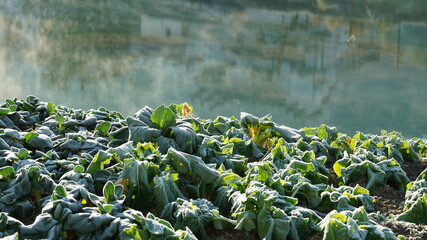 The green vegetables covered by the white frozen beads in the morning of the winter