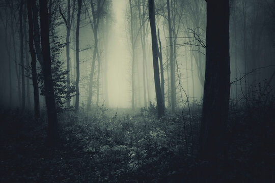 mist in dark forest background