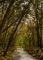 Ses fonts ufanes at campanet. A unique natural and rare natural phenomenomby which underground water currents create beautiful streams after heavy rain at mediterranean balearic Majorca Mallorca islan