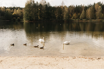 Obraz premium Swan with ducks swimming in the water (feeding), Shallow DOF, selective focus on swan