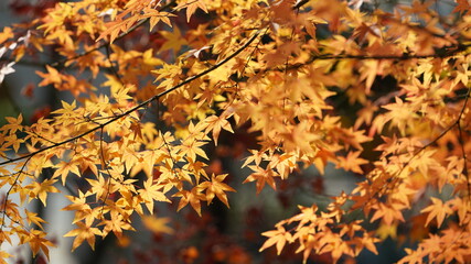 The beautiful autumn landscape with the colorful autumn leaves on the trees in the forest