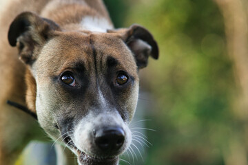 Hund / 4