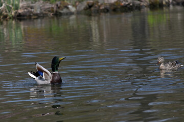 Wild boar duck, duck on the water, cute drake, duck mating, couple