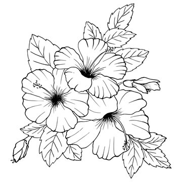 Hibiscus flowers drawing and sketch with line art on white backgrounds.
