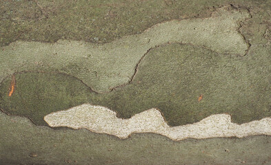 camouflage pattern on plane tree bark background
