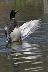 Wild boar duck, duck on the water, cute drake, duck mating, couple