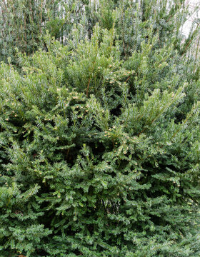 Cephalotaxus Harringtonii Drupacea fastigiata depressa, known as Japanese plum-yew, Harrington's cephalotaxus, or cowtail pine growing in Arboretum Park Southern Cultures in Sirius (Adler) Sochi.