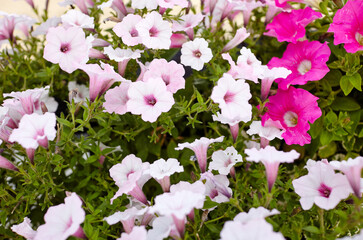 Petunia, White and purple Petunias in the pot. Lush blooming colorful common garden petunias in city park. Family name Solanaceae, Scientific name Petunia hybrida