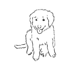 Close-up portrait of sitting dog. Vector engraved art. Friendly smiling puppy isolated on white background. Pet shelter, flyer, poster, clothing prints. puppy vector sketch on white background