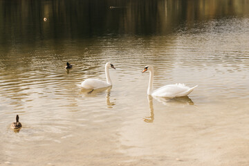 Swan with ducks swimming in the water (feeding), Shallow DOF, selective focus on swan
