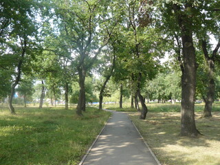 trees in the park