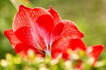 Fototapeta premium red poppy flower in garden