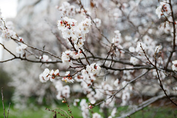 tree blossom