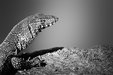Rock monitor lizard close-up in black and white sunbathing with a smooth background for text or copy space. Varanus albigularis - 429195848