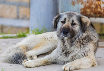 Outbred yard dog lying and looking at the camera