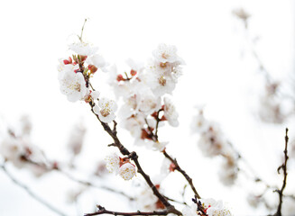 branch of tree