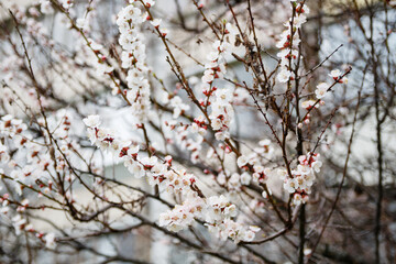 flowering trees in spring