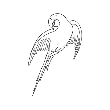 recommend clip art: Vector cockatoo silhouette isolated on white background. Tropical bird illustration. Hand drawn parrot with crest. Cacatuidae family, Cacatuoidea superfamily, Psittaciformes order, Aves class bird art