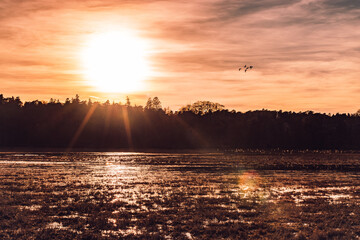 Sunset over an open fields with some birds flying in the air