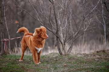 Naklejka premium Nova Scotia Retriever is waiting for its owner in the park in the rain