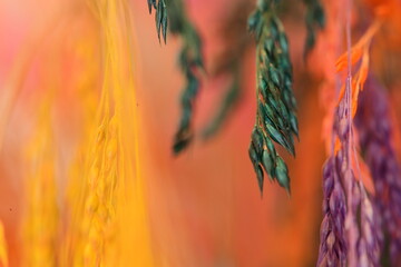 different kind of colours on flower