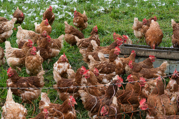 chickens in the farm outdoor chilling
