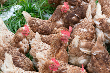 hens waiting for their food