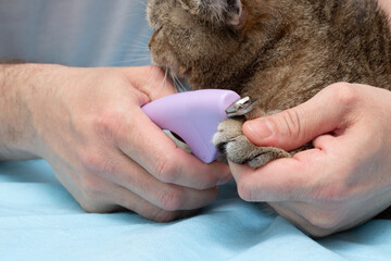 Obraz premium The owner makes a preventive examination of the cat. Cleans ears, eyes, gives drops. Pet care. Close-up. Place for an inscription. Copyspace