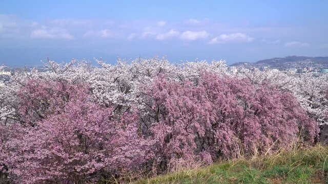 弘法山古墳の桜