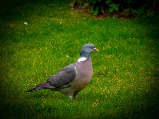 pigeon on grass