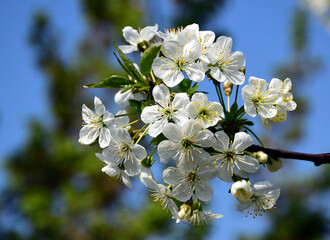 white and yellow pear tree blossom in the spring. soft blue and green background. beauty in nature. decorative fruit tree branch. selective focus. blurred background. agriculture and gardening.