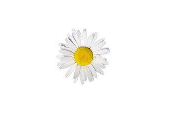 Chamomile on a white background