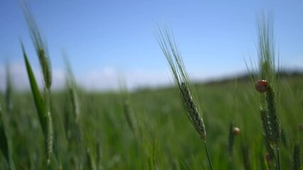 A closeup shot of green reeds on a field