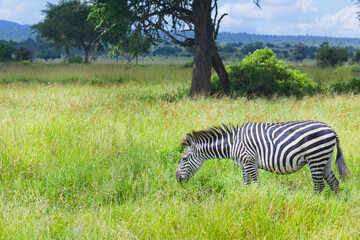 Fototapeta na wymiar Zebra in green grass safari