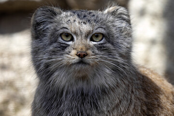 Portrait of a Pallas´ cat, Otocolobus manul, watching closely the surroundings