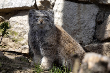 Pallas´ cat, Otocolobus manul, stopped and saw the prey.