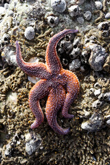 A starfish in a strange position on a beach or on rocks, looking dead.