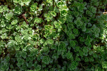 Fototapeta premium Nature background. Beautiful green bush. Sedum spurium, the Caucasian stonecrop or two-row stonecrop.
